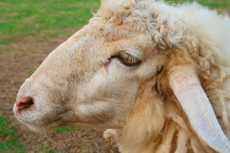 close up sheep face