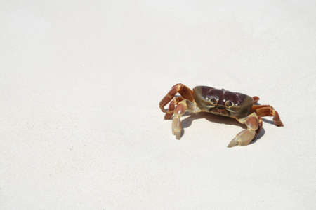 Crab on beach, Thailandの写真素材