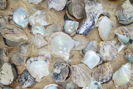 pearl with oyster