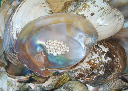 pearl with oysterの写真素材