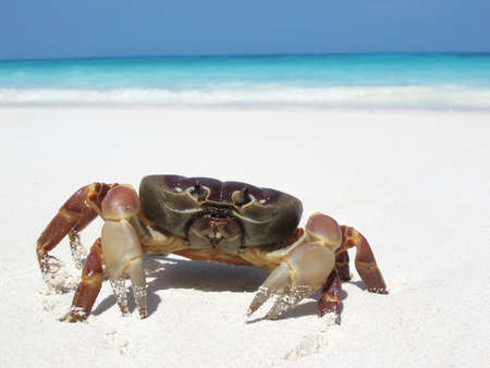 red crab on beach ,Tachai island, Similan island group, Phang nga, Thailandの写真素材