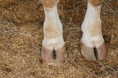 cow hoof feet の写真素材