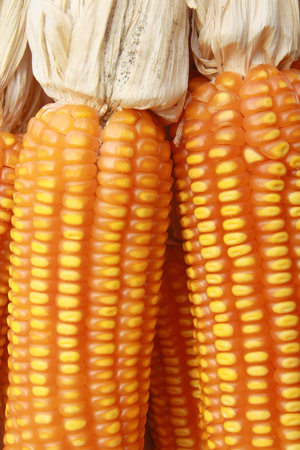 corn background の写真素材