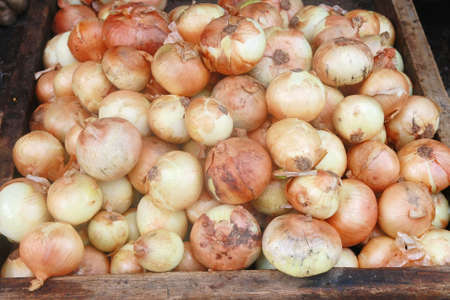onion in market の写真素材