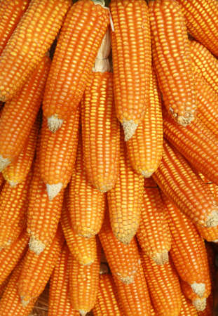 corn background の写真素材