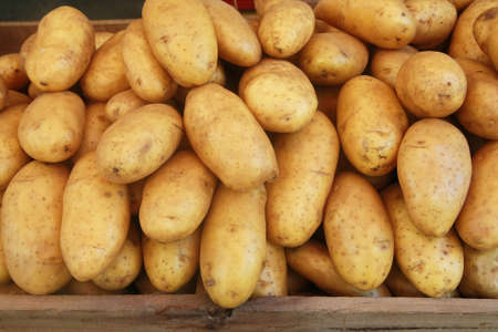 potato in market の写真素材