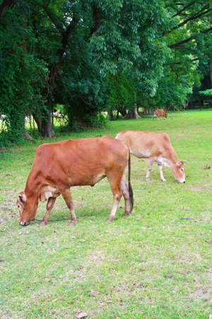 cow in farmland の写真素材