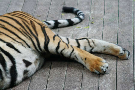 Tiger legs and tail の写真素材
