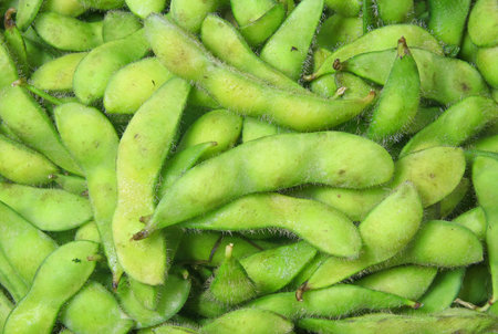 Soybean background 
