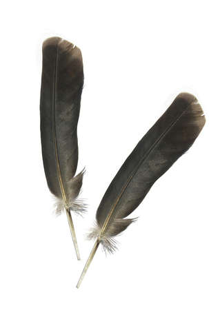 Black feather の写真素材
