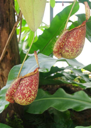 Red nepenthe, tropical carnivore plant の写真素材