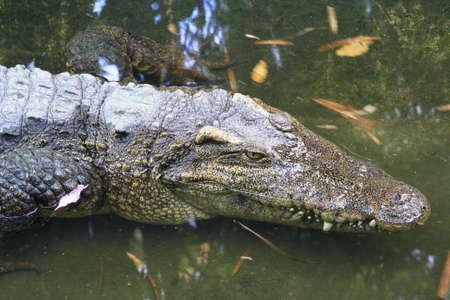 crocodile head の写真素材