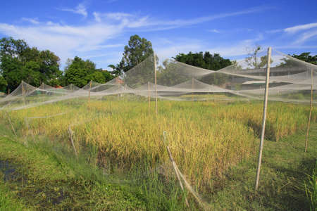 research rice in net, Thailand の写真素材