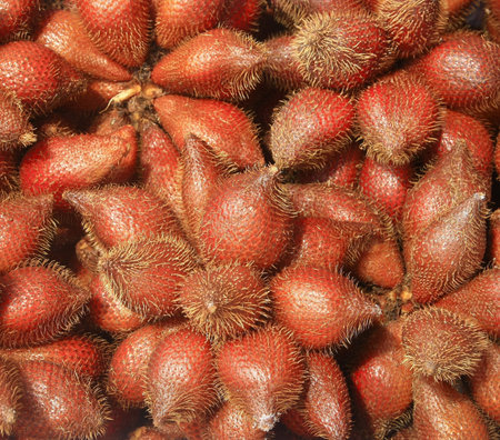 Zalacca tropical fruit 