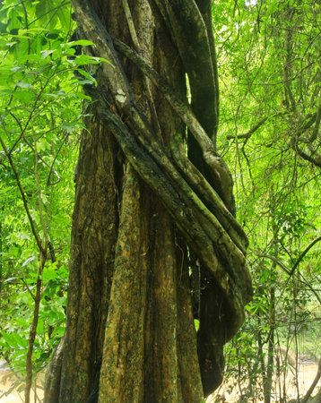 Vine around tree in Thailand forest 