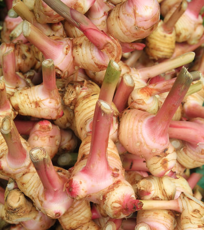 Pink rhizome of galangal の写真素材