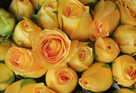 Yellow rose の写真素材