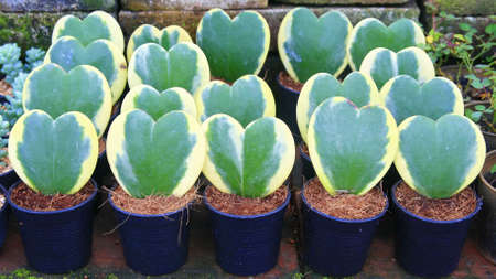 heart leave plant の写真素材