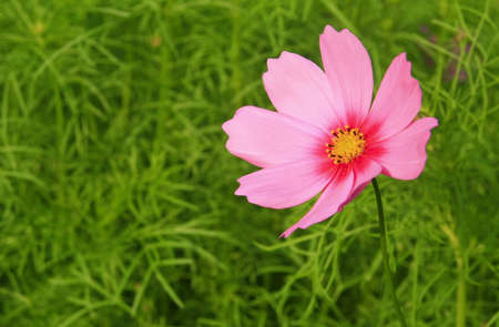 pink cosmos flower in yard の写真素材