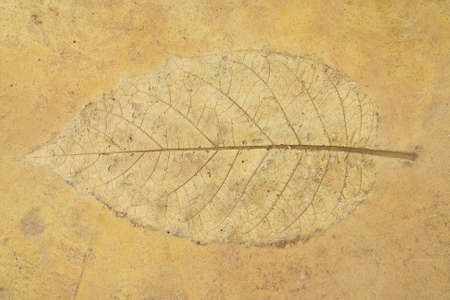 leave stucco on sandstone floor の写真素材