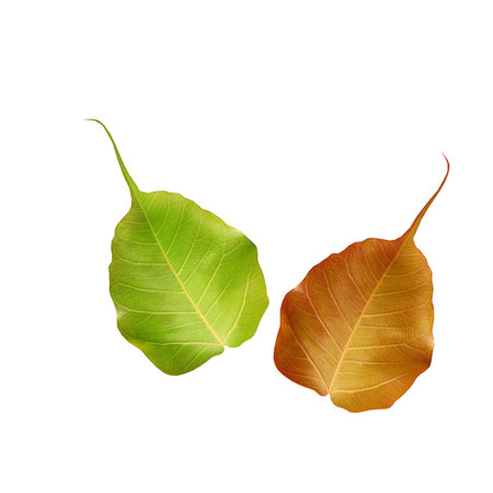 nature leaves in Thailand の写真素材