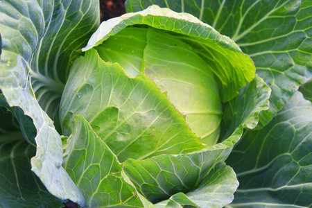 head of cabbage の写真素材