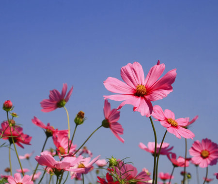 Pink flower in garden 