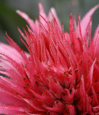 close up red bromeliad in gardenの写真素材