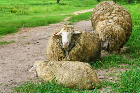group on sheep in farmlandの写真素材