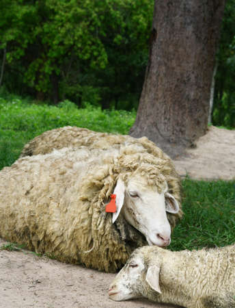 sheep family sleep in farmlandの写真素材