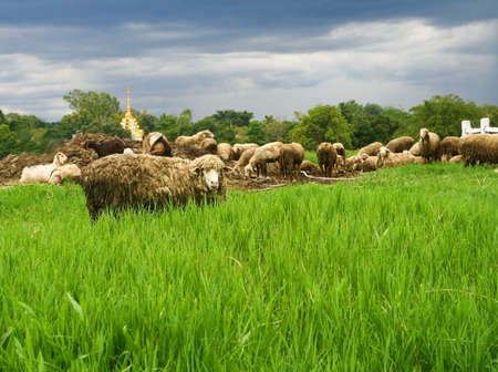 dirty sheep in grass field の写真素材