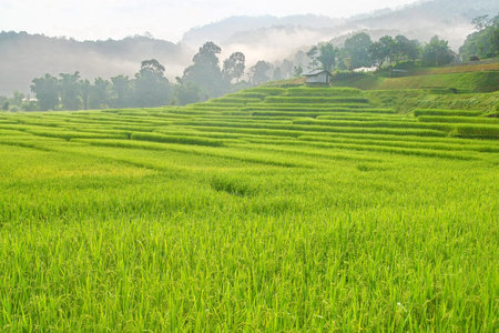 Terraced rice fields with mist view, Chiang Mai, Thailand 
