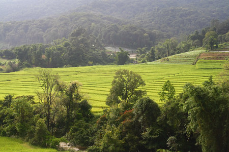 Terraced rice fields view in Thailand 
