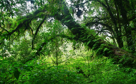 big tree with fern in deep forest, Chiang Mai,Thailand