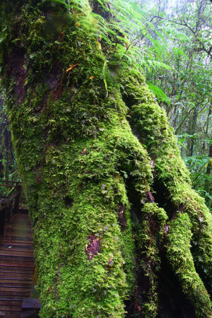 big tree with moss, Chiang Mai,Thailand