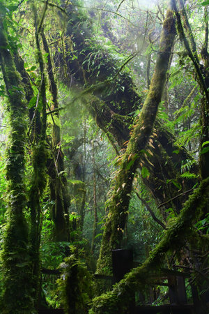 big tree with moss, Chiang Mai,Thailand 