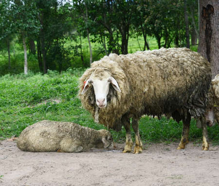 dirty sheep looking at camera の写真素材