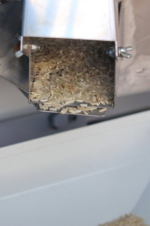 raw rice in rice mill machine 