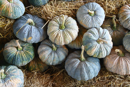 dry pumpkin in farm Thailand の写真素材