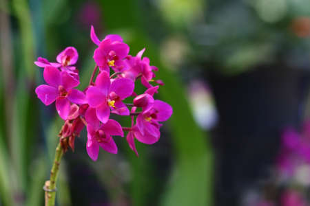 close up pink flower in garden の写真素材