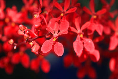 close up red orchid の写真素材