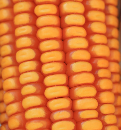 close up corn seed 