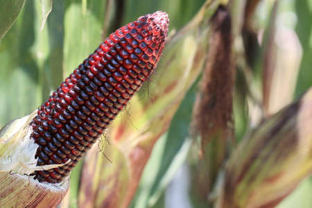 macro purple corn in garden の写真素材
