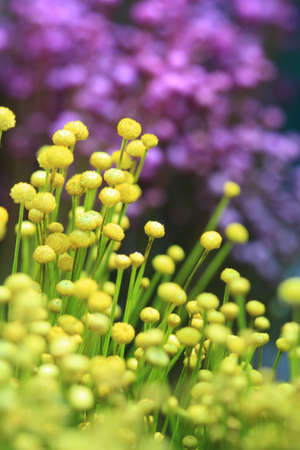 close up colorful small grass flower の写真素材