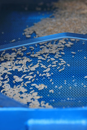 raw rice in rice mill machine 