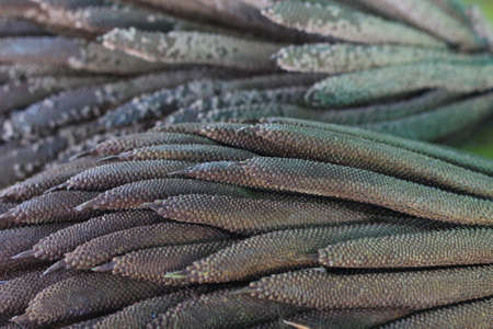 close up palm oil pollen の写真素材