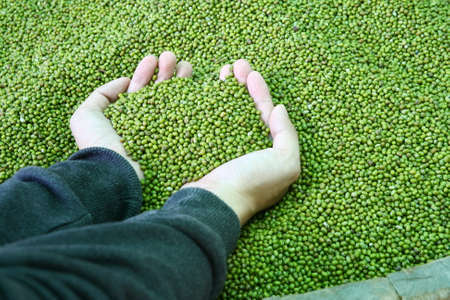 two hand hold green beansの写真素材