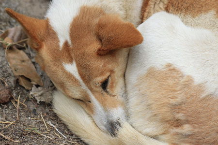 close up dog sleep faceの写真素材