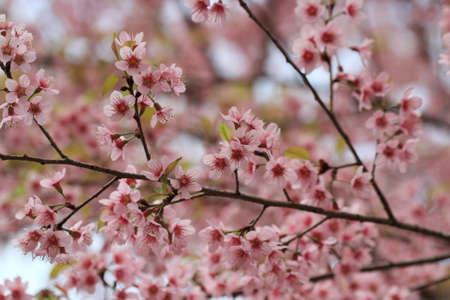 close up detail  pink sakura の写真素材
