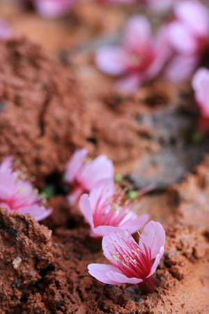 pink sakura fall on ground の写真素材